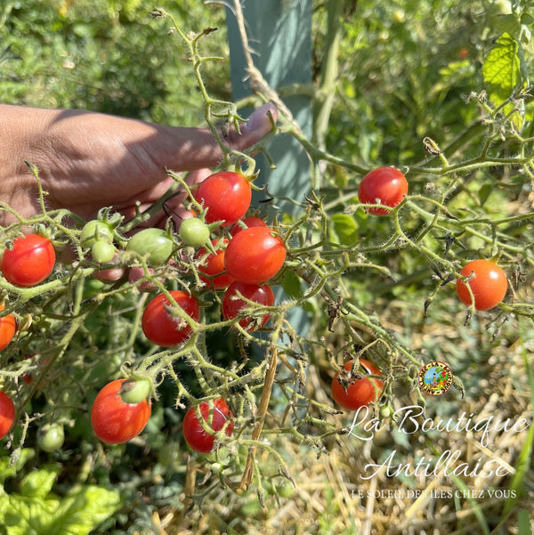 Tomate Cerise Red Centiflor Cherry Plant
