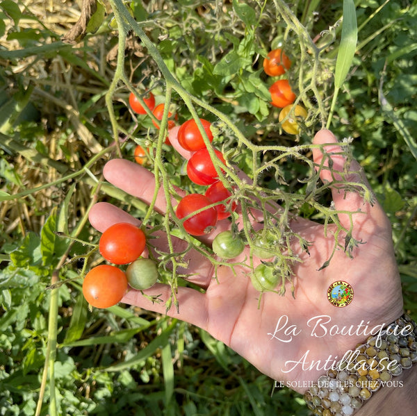 Tomate Cerise Red Centiflor Cherry Plant