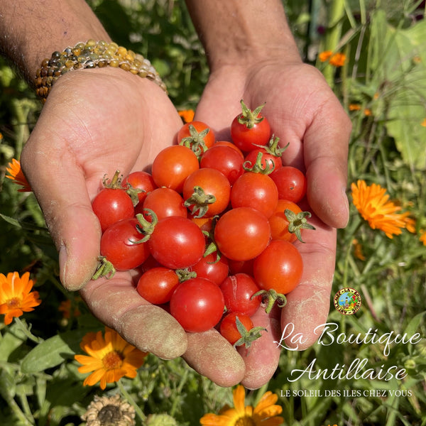 Tomate Cerise Red Centiflor Cherry Plant