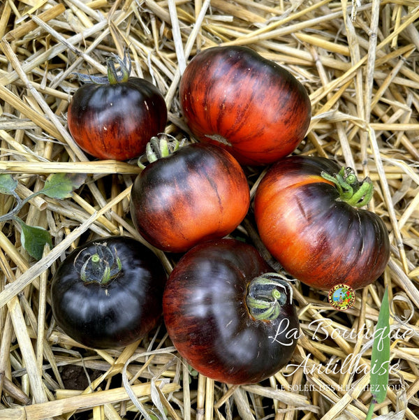 Tomate Red Beauty Plant - La Boutique Antillaise