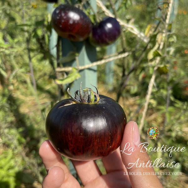 Tomate Red Beauty Plant - La Boutique Antillaise