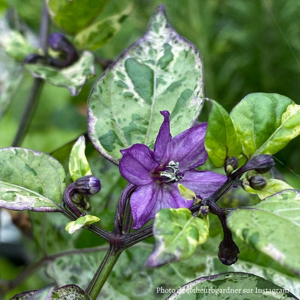 Piment Tricolor Variegated plant adulte