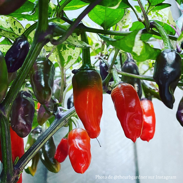 Piment Tricolor Variegated plant adulte