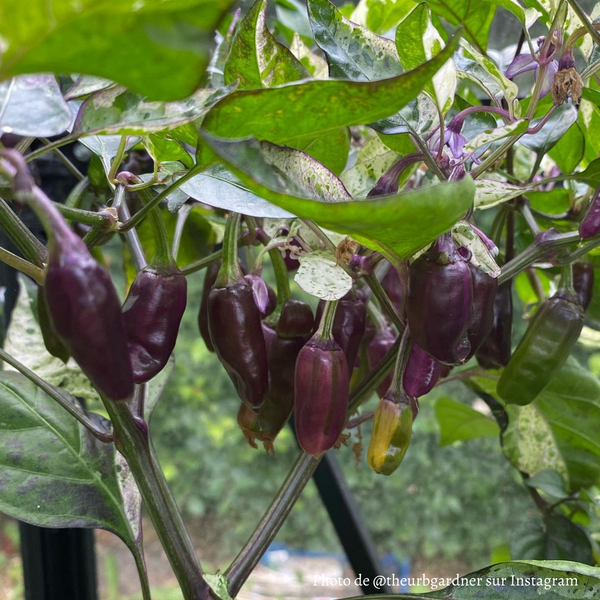 Piment Tricolor Variegated plant adulte
