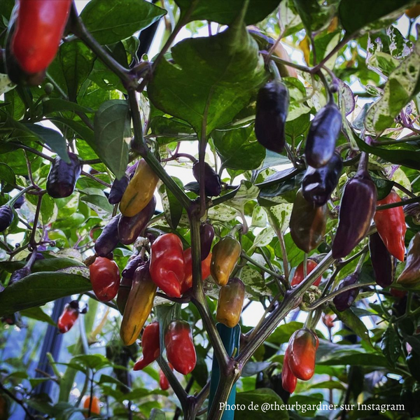 Piment Tricolor Variegated jeune plant