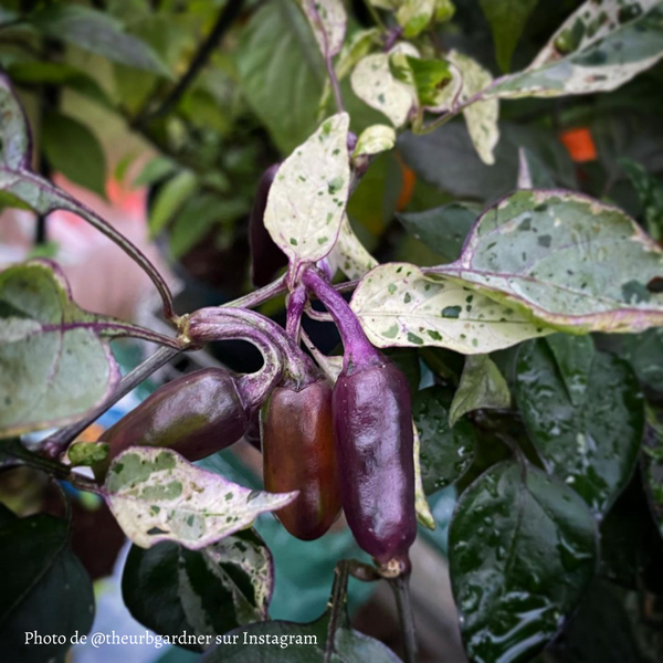 Piment Tricolor Variegated jeune plant