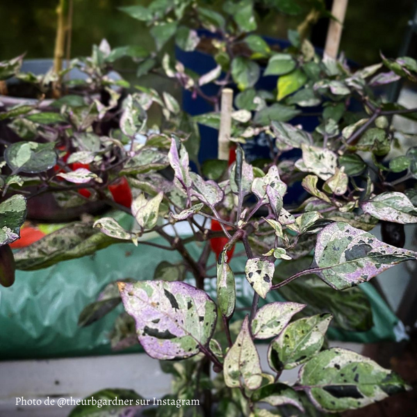 Piment Tricolor Variegated jeune plant
