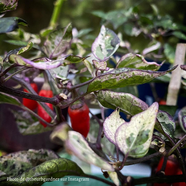 Piment Tricolor Variegated plant adulte