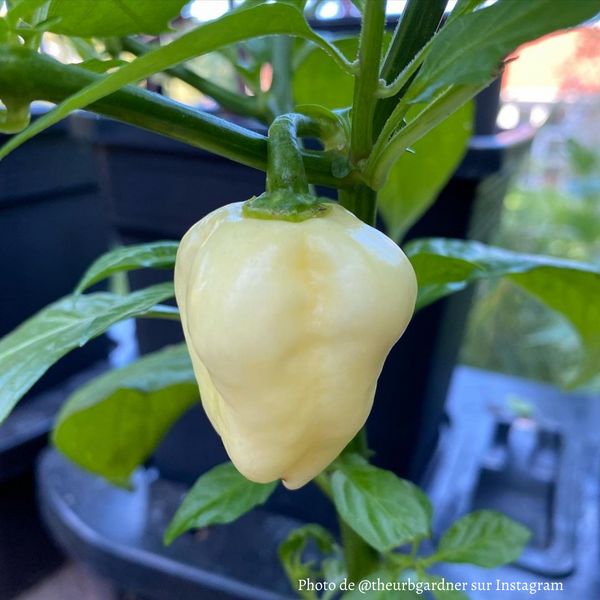 Piment Habanero White Giant plant adulte - La Boutique Antillaise