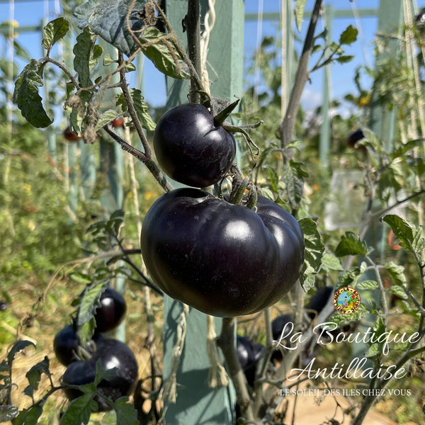Tomate Black Beauty plant - La Boutique Antillaise