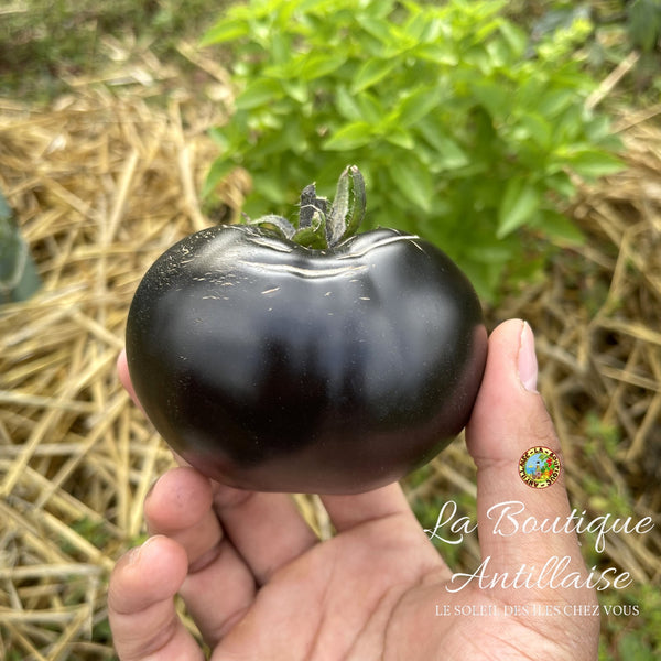 Tomate Black Beauty plant - La Boutique Antillaise