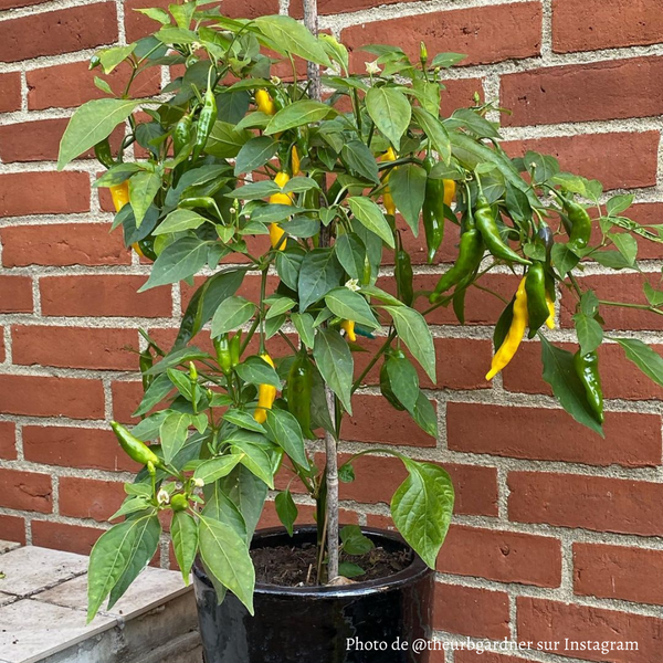 Piment Aji Lemon Drop plant adulte - La Boutique Antillaise