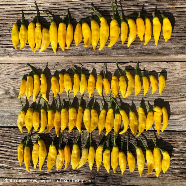 Piment Aji Lemon Drop jeune plant - La Boutique Antillaise