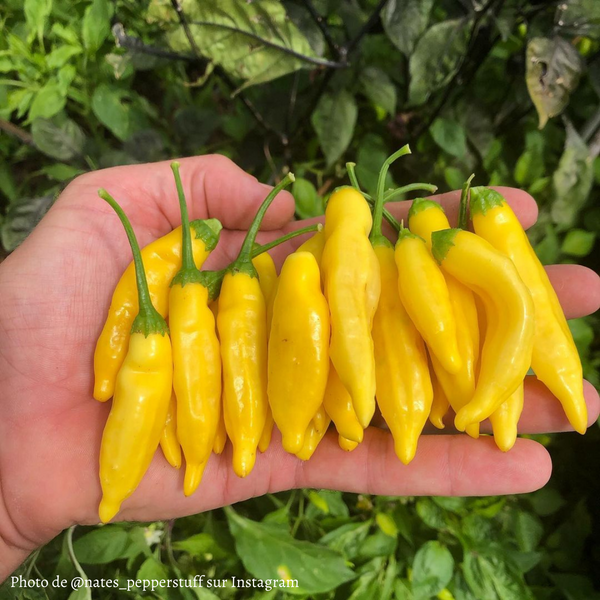 Piment Aji Lemon Drop jeune plant - La Boutique Antillaise
