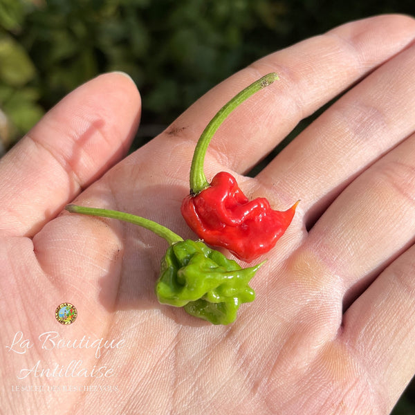 Piment Dragons Breath - plant adulte - La Boutique Antillaise