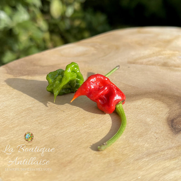 Piment Dragons Breath - plant adulte - La Boutique Antillaise