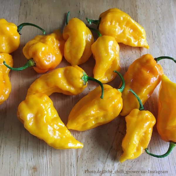 Piment Fatalii plant adulte - La Boutique Antillaise