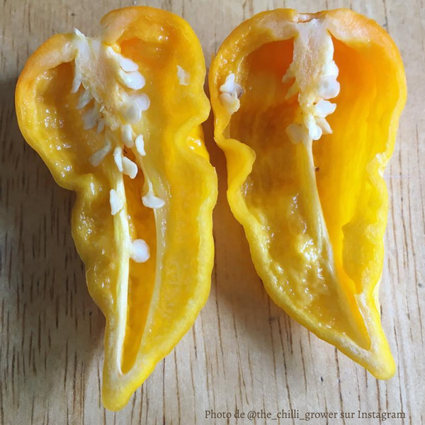 Piment Fatalii plant adulte - La Boutique Antillaise