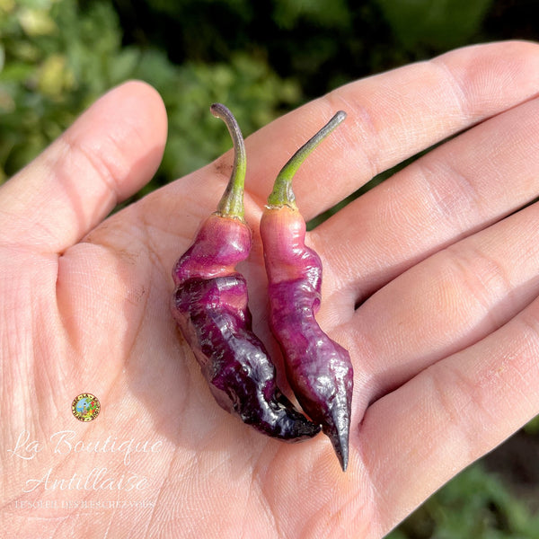 Piment Pink Tiger jeune plant - La Boutique Antillaise