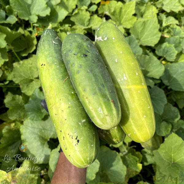 Concombre - 2 jeunes plants