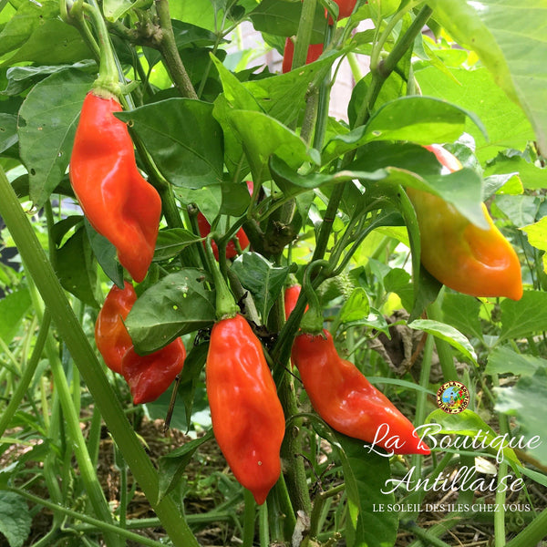 PIMENT VEGETARIEN JEUNES PLANTS - 5 PLANTS +1 GRATUIT - La Boutique Antillaise
