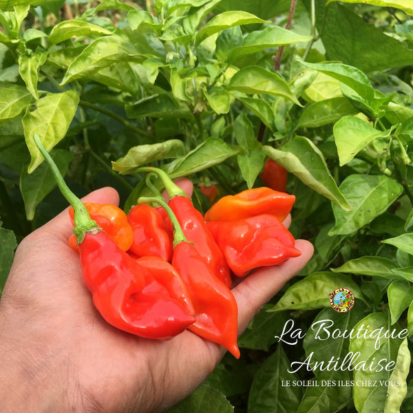 PIMENT VEGETARIEN PLANT ADULTE - La Boutique Antillaise