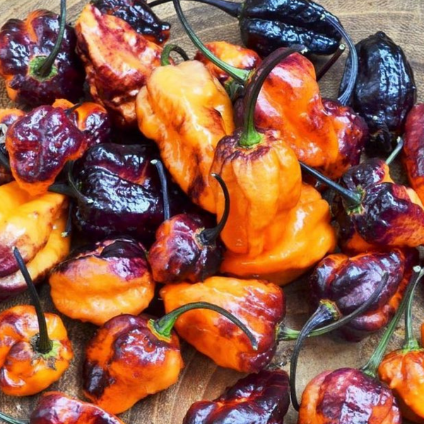 Piment Pimenta Da Dog plant adulte - La Boutique Antillaise