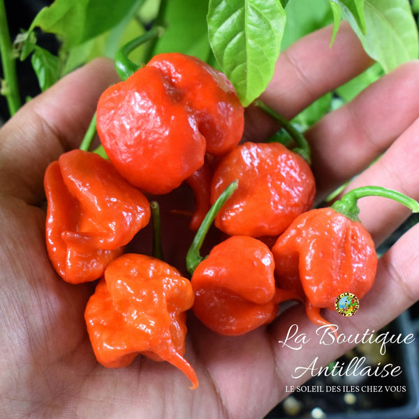 PIMENT CAROLINA REAPER ROUGE - FAUCHEUSE DE CAROLINE JEUNE PLANT - La Boutique Antillaise