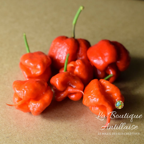 PIMENT CAROLINA REAPER ROUGE - FAUCHEUSE DE CAROLINE JEUNE PLANT - La Boutique Antillaise