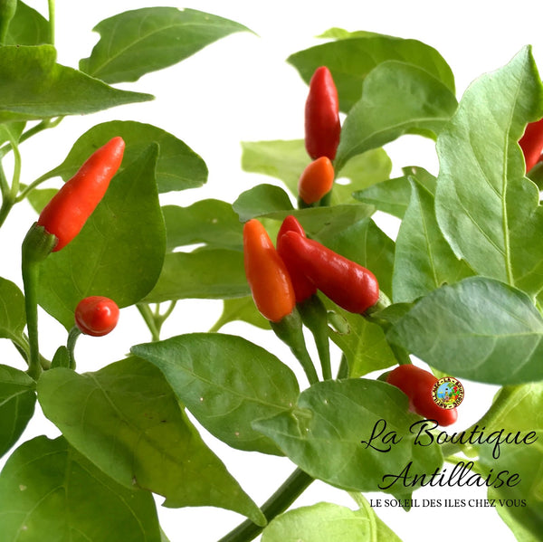 PIMENT OISEAU JEUNES PLANTS - 5 PLANTS +1 GRATUIT - La Boutique Antillaise