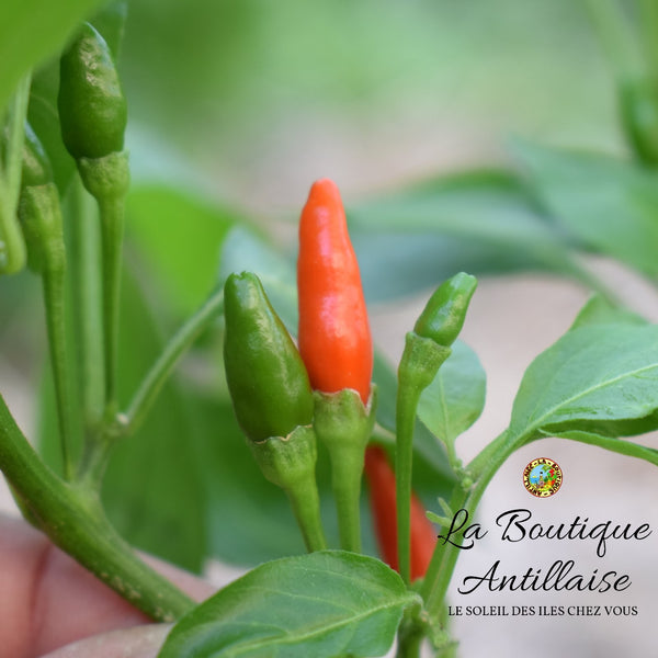 PIMENT OISEAU JEUNE PLANT - La Boutique Antillaise