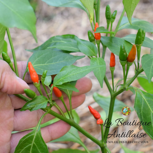 PIMENT OISEAU JEUNE PLANT - La Boutique Antillaise