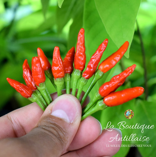 PIMENT OISEAU JEUNE PLANT - La Boutique Antillaise
