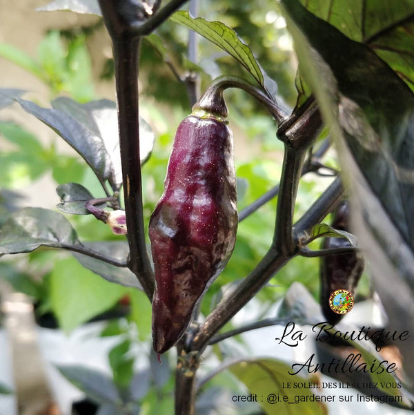 PIMENT PIMENTA DE NEYDE JEUNE PLANT - La Boutique Antillaise
