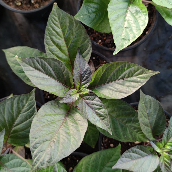 PIMENT PINK TIGER PLANT ADULTE - La Boutique Antillaise