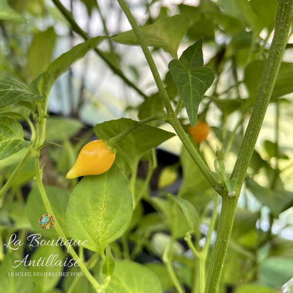 Piment Biquinho plant adulte - La Boutique Antillaise