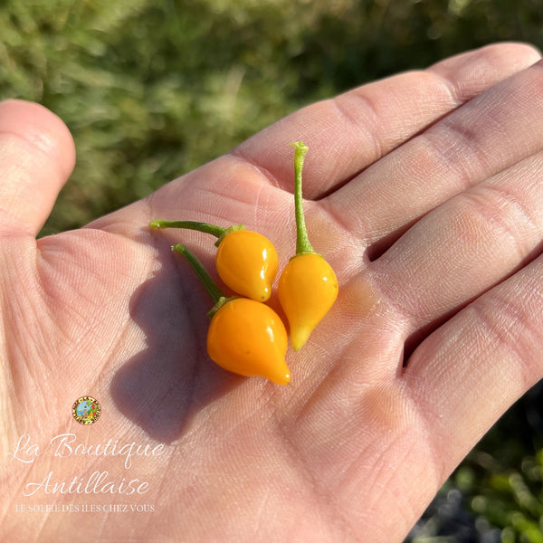 Piment Biquinho jeune plant - La Boutique Antillaise