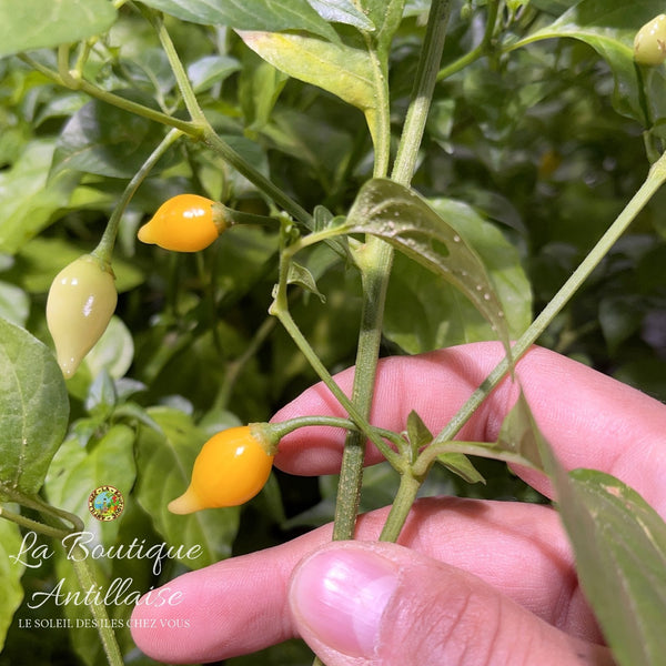 Piment Biquinho plant adulte - La Boutique Antillaise