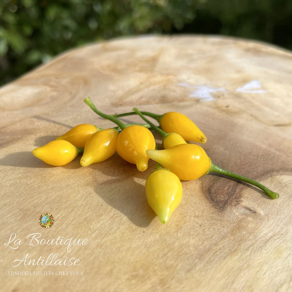 Piment Biquinho plant adulte - La Boutique Antillaise