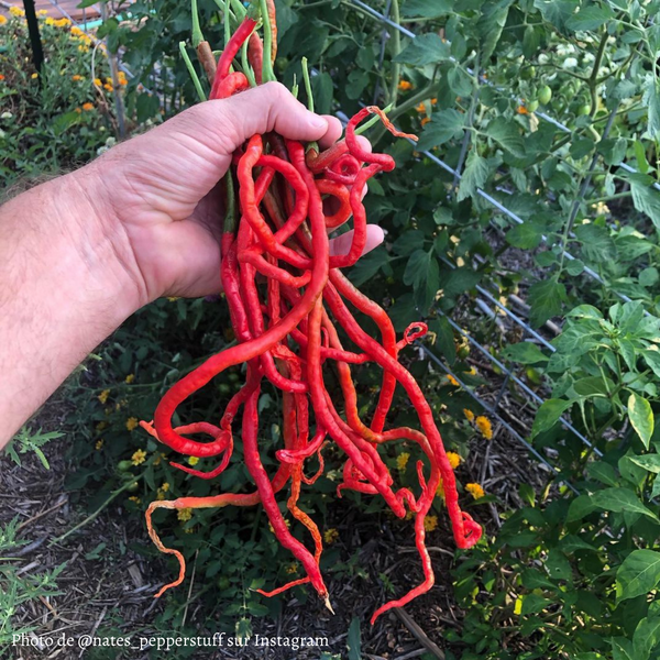 Piment Thunder Mountain Longhorn jeune plant - La Boutique Antillaise