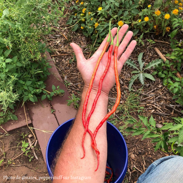 Piment Thunder Mountain Longhorn jeune plant - La Boutique Antillaise