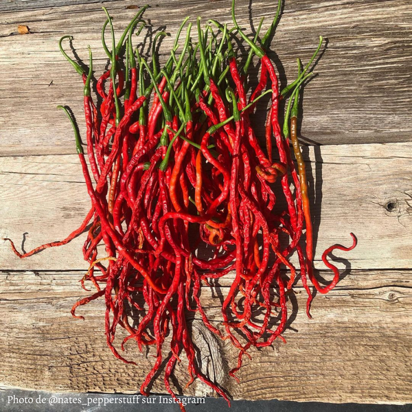 Piment Thunder Mountain Longhorn plant adulte - La Boutique Antillaise