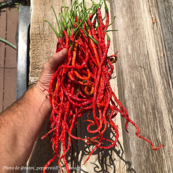 Piment Thunder Mountain Longhorn jeune plant - La Boutique Antillaise