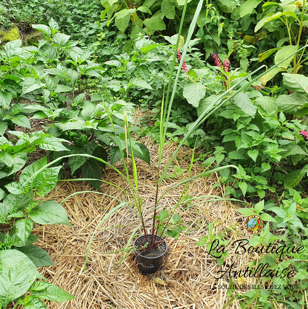 PLANT CITRONNELLE - La Boutique Antillaise