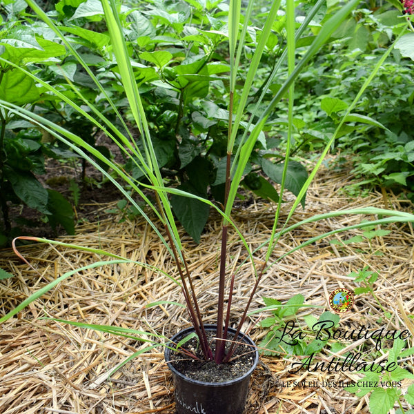 PLANT CITRONNELLE - La Boutique Antillaise