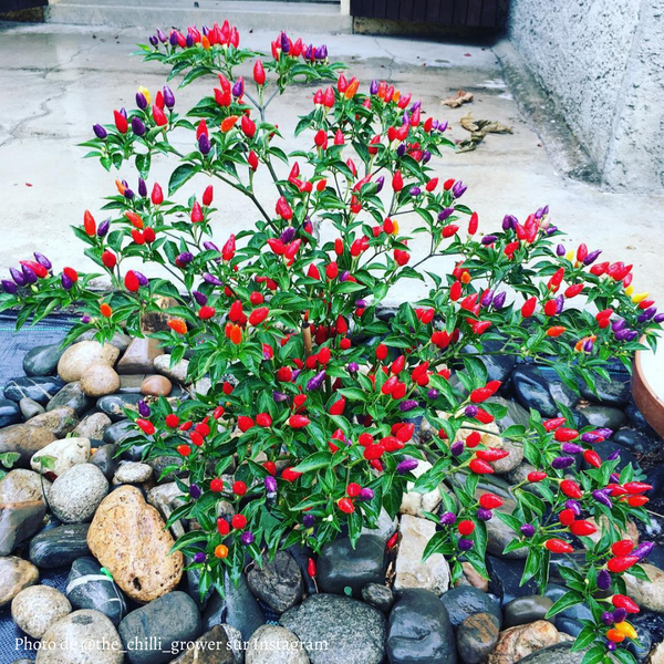 Piment Bolivian Rainbow plant adulte - La Boutique Antillaise