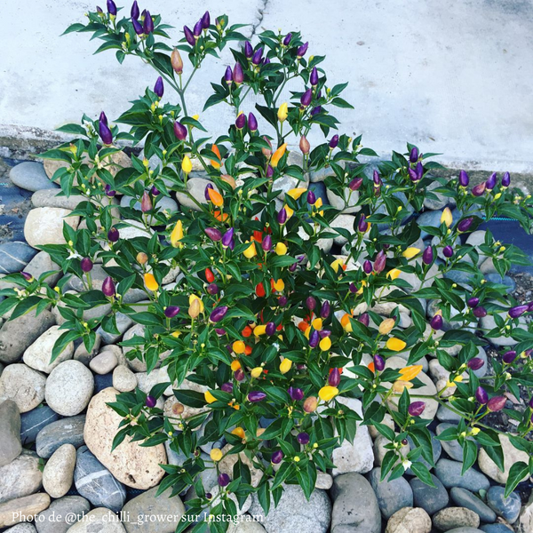 Piment Bolivian Rainbow jeune plant - La Boutique Antillaise