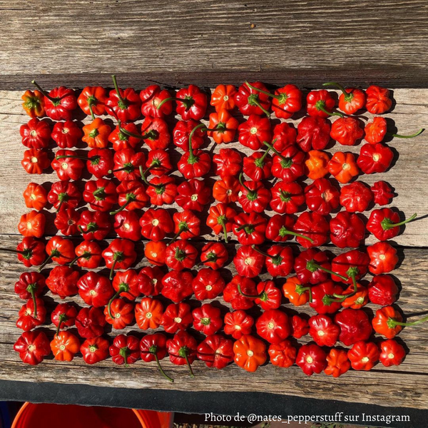 Piment Brazilian Starfish plant adulte - La Boutique Antillaise