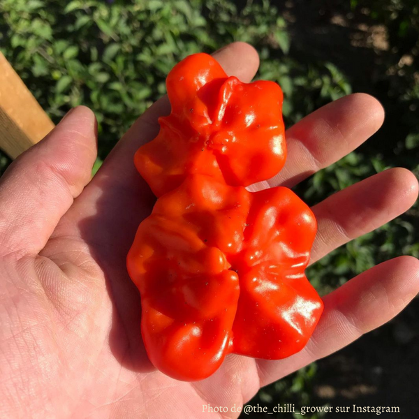 Piment Brazilian Starfish plant adulte - La Boutique Antillaise