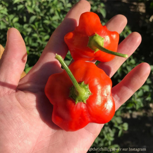 Piment Brazilian Starfish plant adulte - La Boutique Antillaise